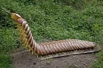 Rùng mình phát hiện 'quái vật rết' bị phong ấn trong khối đá cổ