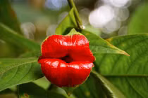 Giật mình những loài cây độc lạ, giống hệt bộ phận cơ thể người