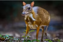 Loài thú chỉ có ở Việt Nam tái xuất sau 30 năm tuyệt tích