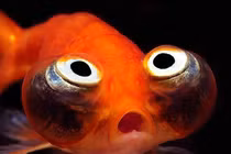 Loài cá độc lạ đáng thương, cứ thả về tự nhiên là... chết