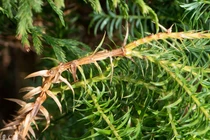 Loài gỗ quý chỉ 2 nước sở hữu, Việt Nam có tới... 1.000 cây