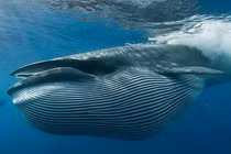 Những sự thật thú vị về cá voi xanh có thể bạn chưa biết