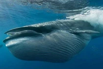 Những sự thật thú vị về cá voi xanh có thể bạn chưa biết