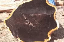 Loại gỗ đắt nhất thế giới được mệnh danh là 'vàng xanh'