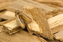 Nhặt được khúc gỗ lạ, hóa ra 'báu vật' cả đời không dám nghĩ 