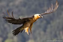 Loài chim quý hiếm nhất hành tinh, chuyên 'tắm trong sắt', thích ăn xương