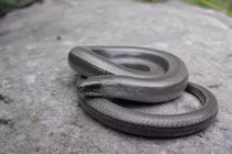 Lạ lùng loài “rắn thủy tinh”, phá tan cơ thể tái sinh thần kỳ