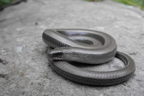 Lạ lùng loài “rắn thủy tinh”, phá tan cơ thể tái sinh thần kỳ