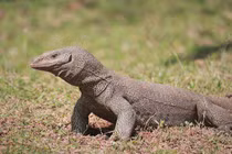 Kỳ đà hoa quý hiếm được giao nộp tại Huế: Loài cực quý hiếm