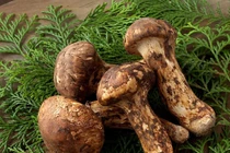 Loài nấm quý hiếm đắt hơn vàng của Việt Nam, đại gia ráo riết tìm