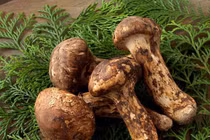 Loài nấm quý hiếm đắt hơn vàng của Việt Nam, đại gia ráo riết tìm