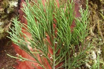 Loài cây 700 tuổi trường thọ trên non thiêng Yên Tử, chỉ 7 nước có 