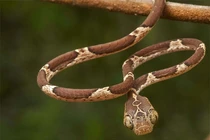 Loài rắn kỳ lạ quăng đầu giật con mồi trong tích tắc