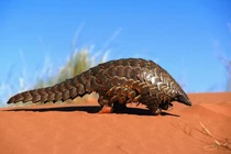 Tê tê khổng lồ tái xuất thần kỳ sau 25 năm tuyệt tích