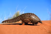 Tê tê khổng lồ tái xuất thần kỳ sau 25 năm tuyệt tích