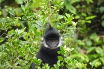 Voọc gáy trắng xuất hiện ở Quảng Bình là loài cực quý hiếm