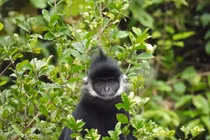 Voọc gáy trắng xuất hiện ở Quảng Bình là loài cực quý hiếm