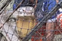 Ngư dân hết hồn phát hiện 'quái thú' cực độc sa bẫy cá