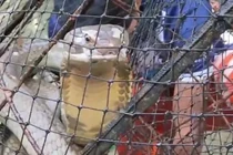 Ngư dân hết hồn phát hiện 'quái thú' cực độc sa bẫy cá