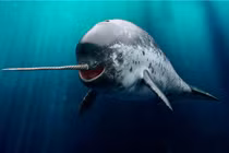 Loài động vật kỳ quặc khiến giới khoa học ngạc nhiên không ngừng