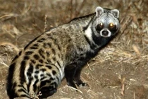 Loài thú tiết ra thứ “quý như vàng”, xuất hiện nhiều ở Việt Nam 