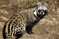 Loài thú tiết ra thứ “quý như vàng”, xuất hiện nhiều ở Việt Nam 