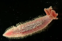 Sinh vật độc lạ có thể bơi tung tăng trong núi lửa