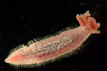 Sinh vật độc lạ có thể bơi tung tăng trong núi lửa