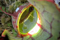 Kinh hoàng loài cây ăn thịt, bắt sống và tiêu hóa cả kỳ nhông