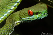 Kỳ lạ loài rắn lục có đôi mắt đỏ rực ở Việt Nam