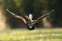 Loài chim săn mồi cực khét, diều hâu cũng phải chào thua 