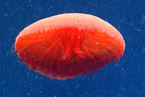 Sứa đỏ như máu và loạt quái vật biển sâu cực “dị“