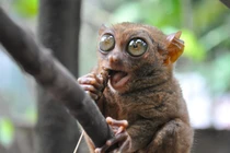 Bắt gặp loài động vật quý như vàng 45 triệu tuổi trong rừng sâu