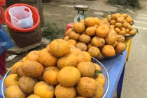 Quýt hôi kết hợp với giun đốt thành món ngon thần thánh tiến vua 