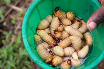 6 món ăn kinh dị bậc nhất Ghana, khiến nhiều du khách sợ hãi