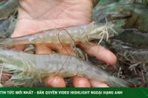 Mẹo cất giữ tôm để cả năm vẫn tươi rói