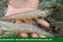 Mẹo cất giữ tôm để cả năm vẫn tươi rói