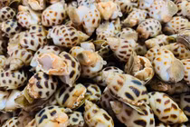 Ốc hương chạy bão ra Hà Nội có giá chỉ từ 80 nghìn đồng/kg