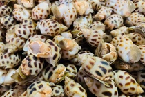 Ốc hương chạy bão ra Hà Nội có giá chỉ từ 80 nghìn đồng/kg