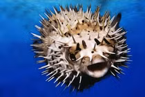 8 loài cá nguy hiểm nhất hành tinh... ám ảnh nhất loài ở Việt Nam! 