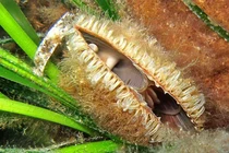 Sửng sốt loài trai “nhả tơ vàng” tưởng đã tuyệt chủng bất ngờ tái xuất