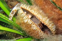 Sửng sốt loài trai “nhả tơ vàng” tưởng đã tuyệt chủng bất ngờ tái xuất