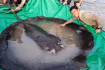 Cận cảnh loạt thủy quái đáng sợ từng 'sa lưới' ngư dân Việt 