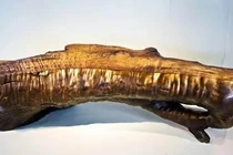 Đào trúng khúc gỗ lạ, cảnh sát lập tức phong tỏa hiện trường