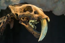 Phát hiện hóa thạch 5 triệu tuổi: Lộ quái thú lạ thường chưa từng biết 