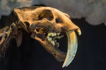 Phát hiện hóa thạch 5 triệu tuổi: Lộ quái thú lạ thường chưa từng biết 