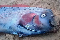 Top thủy quái có thật đáng sợ nhất hành tinh: Việt Nam có một loài 