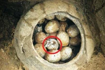 Thấy trứng trong mộ cổ, vì sao chuyên gia luôn "tim đập chân run"? 