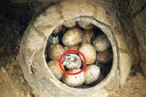 Thấy trứng trong mộ cổ, vì sao chuyên gia luôn "tim đập chân run"? 