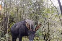 Kiểm tra rừng, giật mình trông thấy “thần thú” thiên mã... hạ phàm 